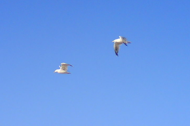 Mouettes en vol - À propos de nous - Sardinia 4 Emotions