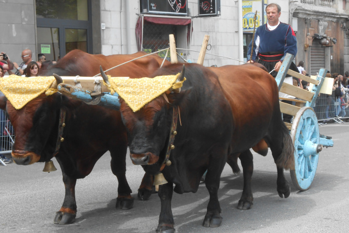 Sassari La Cavalcata