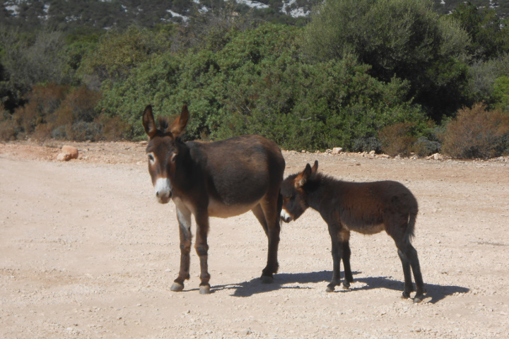 Petits ânes