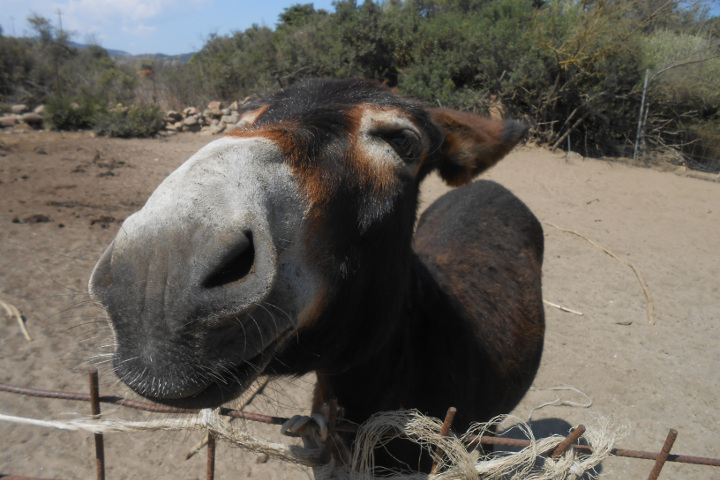 A donkey