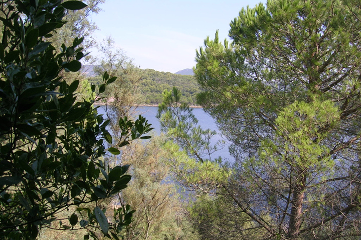 Végétation près du Lac Baratz