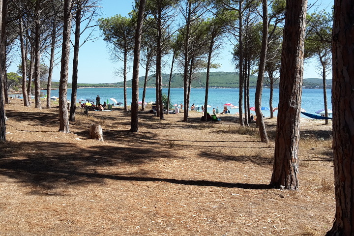 La pineta di Mugoni