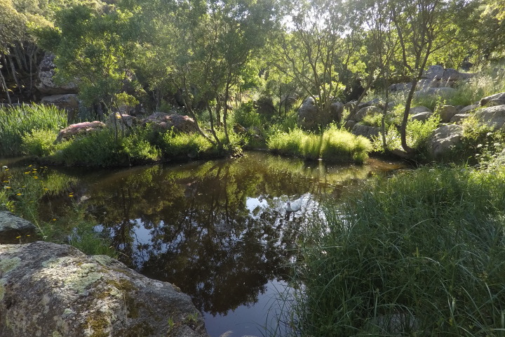 Lago nel verde