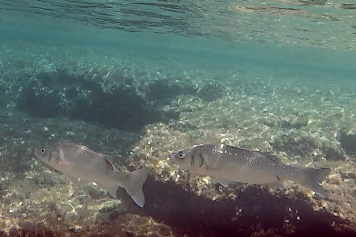 Loup de mer