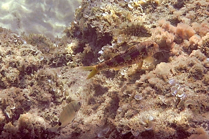 Triglia di scoglio