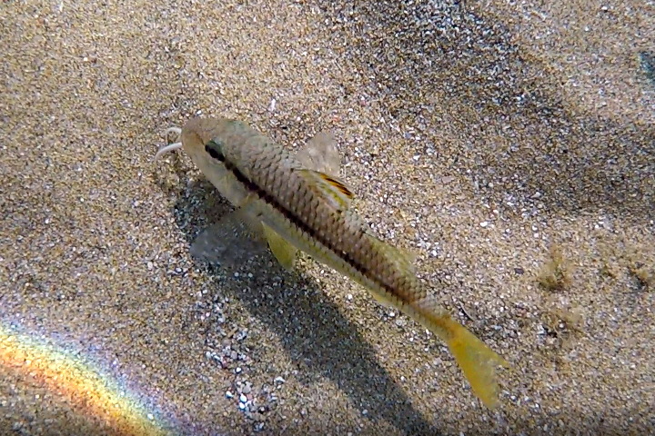 Sand mullet