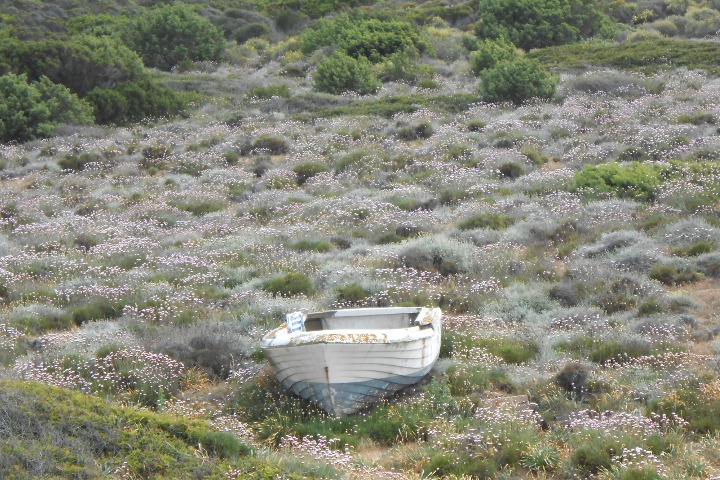 Un barca tra i prati fioriti
