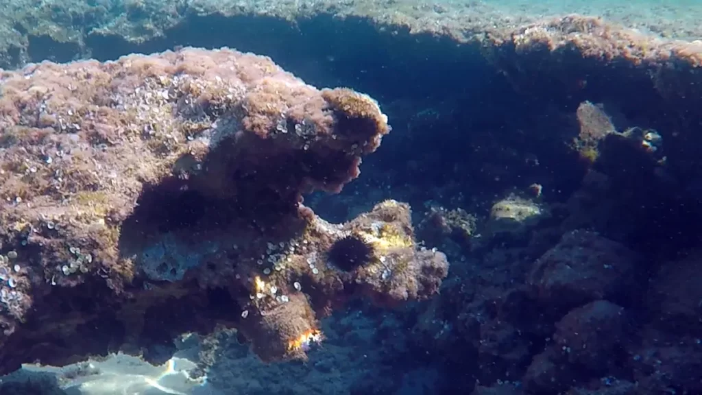 Sardinian seabed