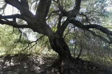 Luras tree, virtual tour