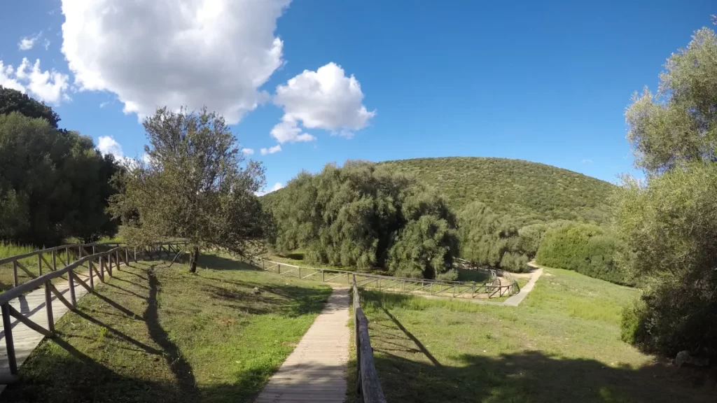 Ancient trees in Luras