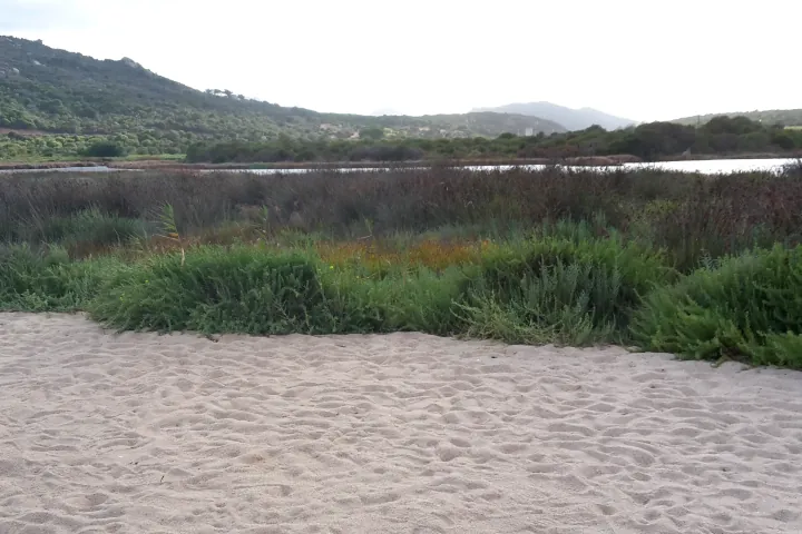 La nature autour de la plage